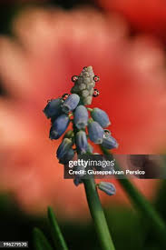 Attēlu rezultāti vaicājumam “Veronica longifolia bud”