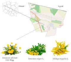 Attēlu rezultāti vaicājumam “Asteraceae”