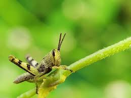 Attēlu rezultāti vaicājumam “Acrididae”