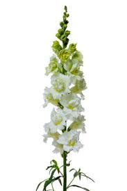 Attēlu rezultāti vaicājumam “Antirrhinum majus”