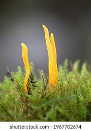 Attēlu rezultāti vaicājumam “Clavulinopsis helvola”
