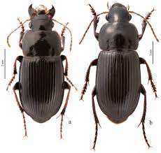 Attēlu rezultāti vaicājumam “Pseudoophonus rufipes”