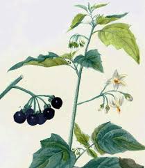 Attēlu rezultāti vaicājumam “Solanum nigrum leaf”