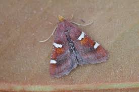 Attēlu rezultāti vaicājumam “Pyralis regalis”