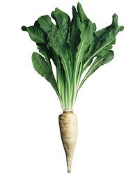 Image result for Chicorée