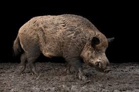 Attēlu rezultāti vaicājumam “Sus scrofa”