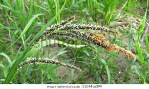 Attēlu rezultāti vaicājumam “Carex hirta female flower”