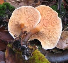 Attēlu rezultāti vaicājumam “Hygrophoropsis aurantiaca”