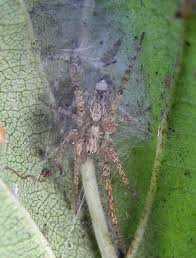 Attēlu rezultāti vaicājumam “Anyphaena accentuata”