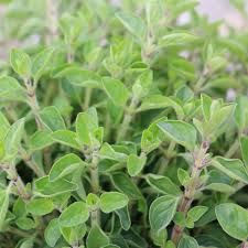 Image result for Origanum vulgare