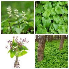 Attēlu rezultāti vaicājumam “Maianthemum bifolium flower”