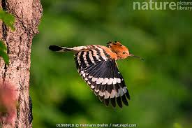 Attēlu rezultāti vaicājumam “Upupa epops”