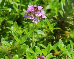 Attēlu rezultāti vaicājumam “Thymus serpyllum”