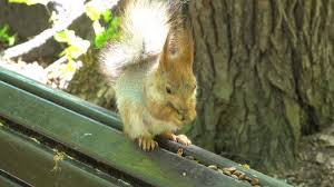 Картинки по запросу белку зажевало в диск