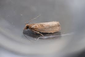 Attēlu rezultāti vaicājumam “Diloba caeruleocephala larva”