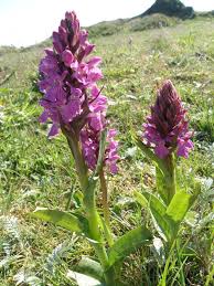 Attēlu rezultāti vaicājumam “Dactylorhiza cruenta flower”