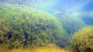 Attēlu rezultāti vaicājumam “Chara polyacantha”