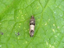 Attēlu rezultāti vaicājumam “Spilonota ocellana”