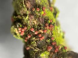 Attēlu rezultāti vaicājumam “Nectria cinnabarina”