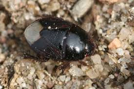 Attēlu rezultāti vaicājumam “Cydnidae”