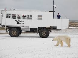 Image result for tundra buggy