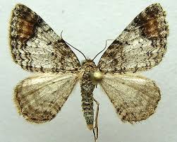 Attēlu rezultāti vaicājumam “Venusia blomeri”