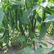 Afbeeldingsresultaat voor joe long cayenne hot pepper