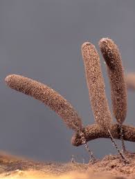 Attēlu rezultāti vaicājumam “Stemonitopsis typhina young”