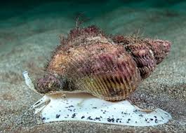 Image result for Buccinum undatum