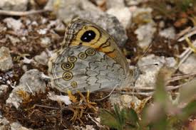 Attēlu rezultāti vaicājumam “Lasiommata maera underside”