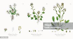 Attēlu rezultāti vaicājumam “Subularia aquatica leaf”