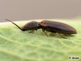 Attēlu rezultāti vaicājumam “Athous sp.”