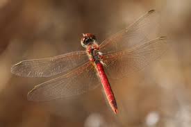 Attēlu rezultāti vaicājumam “Didymium verrucisporum stalked”