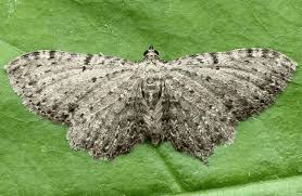 Attēlu rezultāti vaicājumam “Anticollix sparsata”