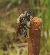Attēlu rezultāti vaicājumam “Trichiosoma larva”