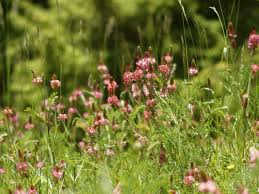 Image result for Onobrychis viciifolia