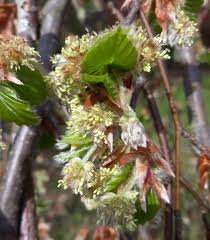 Attēlu rezultāti vaicājumam “Fagus sylvatica flower”