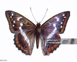 Attēlu rezultāti vaicājumam “Apatura iris”