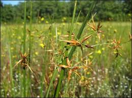Attēlu rezultāti vaicājumam “Rhynchospora alba fruit”