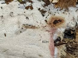 Attēlu rezultāti vaicājumam “Ceriporia viridans”