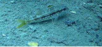 Image result for Mullus surmuletus