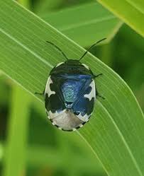 Attēlu rezultāti vaicājumam “Tritomegas bicolor nymph”