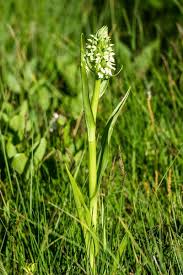 Attēlu rezultāti vaicājumam “Dactylorhiza incarnata leaf”