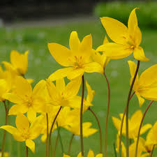 Attēlu rezultāti vaicājumam “Tulipa sylvestris bud”