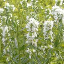 Image result for Ysop