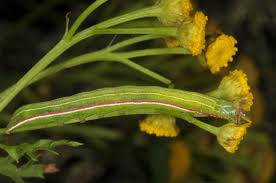 Attēlu rezultāti vaicājumam “Eucarta virgo”