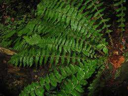 Attēlu rezultāti vaicājumam “Polystichum braunii”