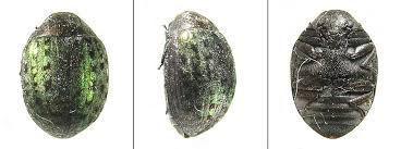 Attēlu rezultāti vaicājumam “Cytilus sericeus”