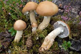 Attēlu rezultāti vaicājumam “Stropharia hornemannii”