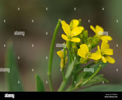 Attēlu rezultāti vaicājumam “Erysimum cheiranthoides flower”